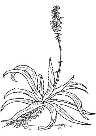 coloring pages Aloes