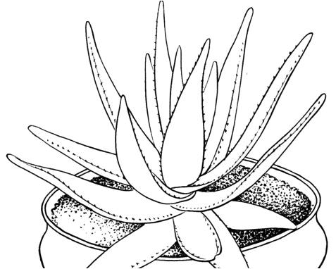 Aloes coloring page printable