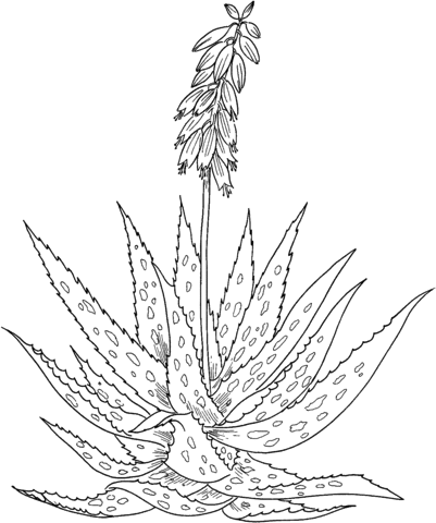 Aloes coloring pages for kids