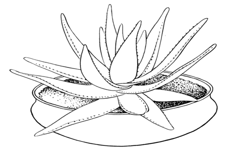 Aloes Coloring Page