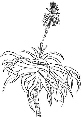 Aloes coloring pages for adults