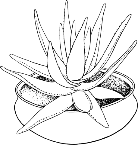 Aloes coloring page pages printable