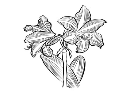 Amaryllis Coloring Pages