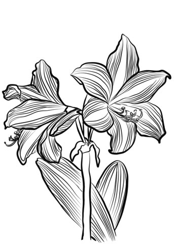 Amaryllis coloring page pages printable