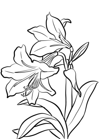 Amaryllis coloring page pdf