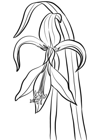 Amaryllis coloring page printable