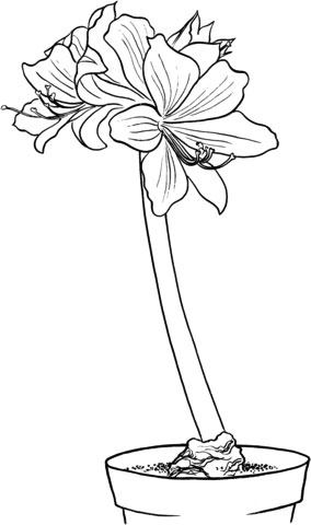 Amaryllis coloring pages for kids