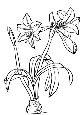 Amaryllis coloring sheet