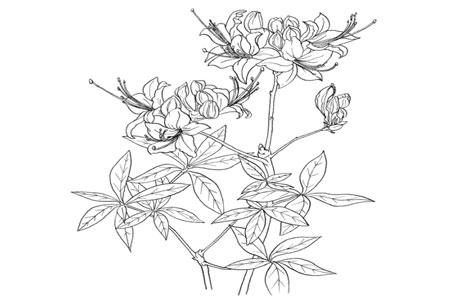 Azalea Coloring Pages