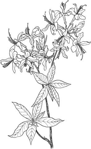 Azalea coloring page pages printable