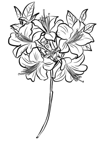 Azalea coloring page pdf