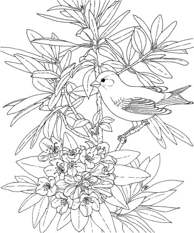 Azalea coloring page printable