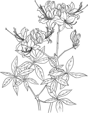 Azalea coloring pages for kids