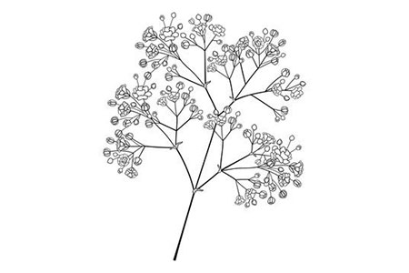 Babys breath Coloring Pages