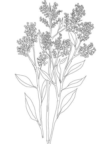 Babys breath coloring page pdf