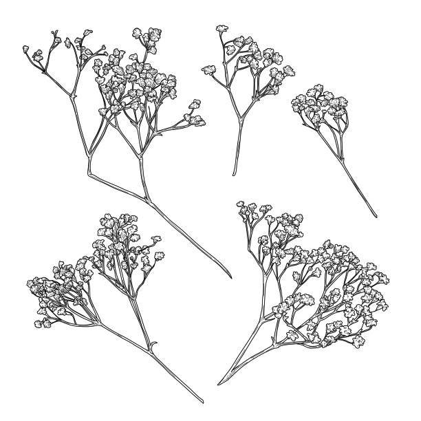 Babys breath coloring pages for adults