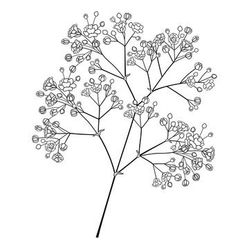 Babys breath coloring pages for kids