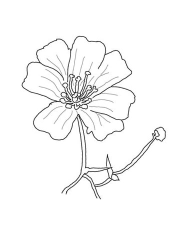 Babys breath coloring pages printable