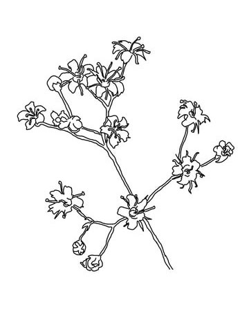 Babys breath coloring sheet