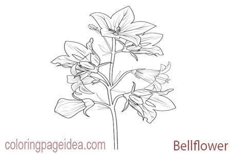 Bellflower Coloring Page