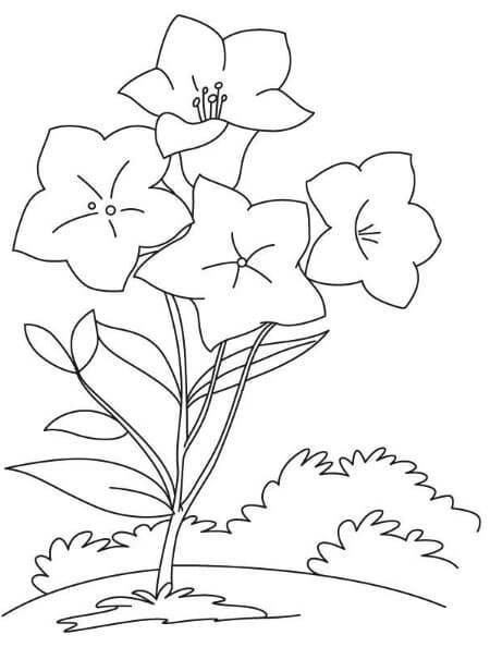 Bellflower coloring page pdf