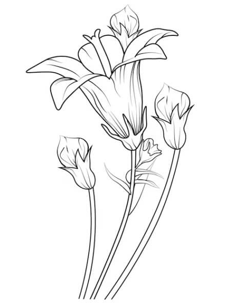 Bellflower coloring pages for adults