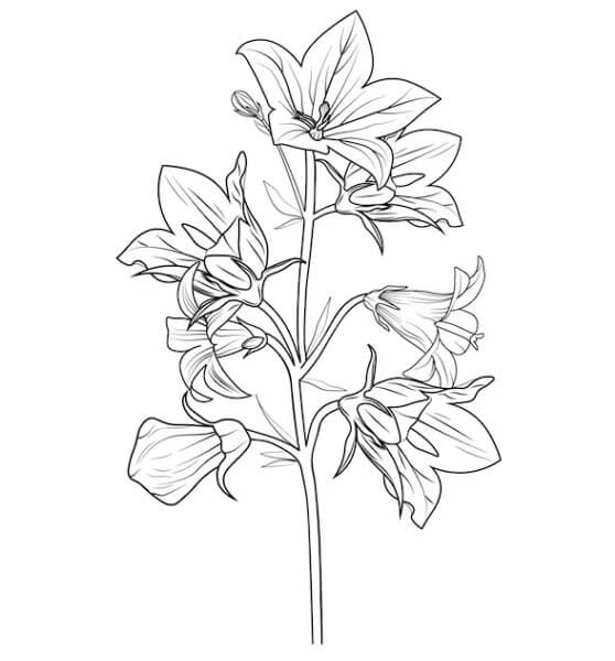 Bellflower coloring pages for kids