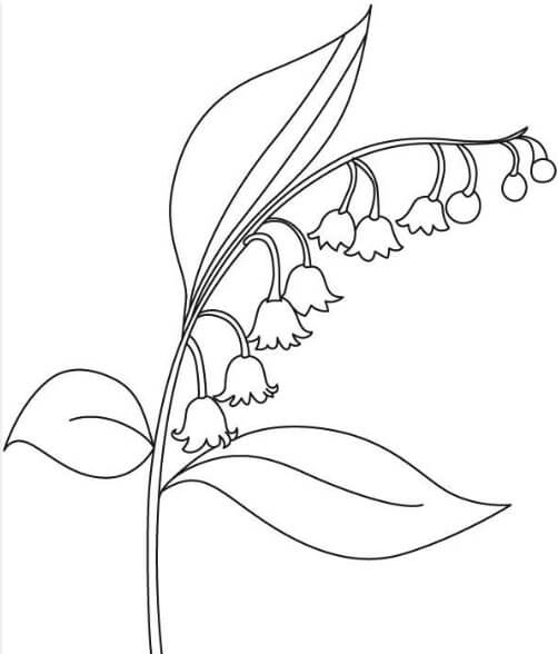 Bellflower coloring sheet