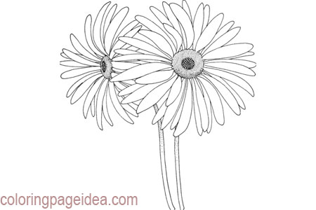 Black-eyed susan Coloring Pages