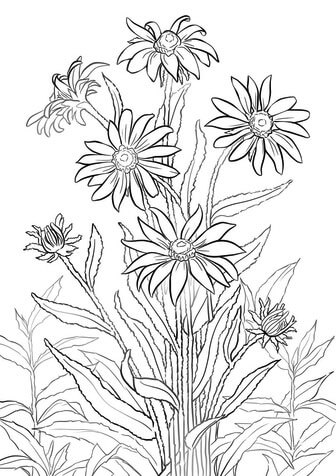 Black-eyed susan coloring page pdf