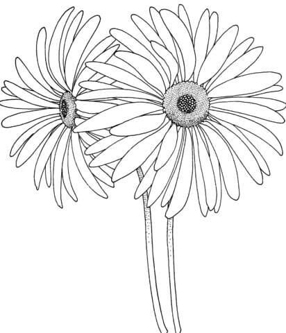 Black-eyed susan coloring pages for adults