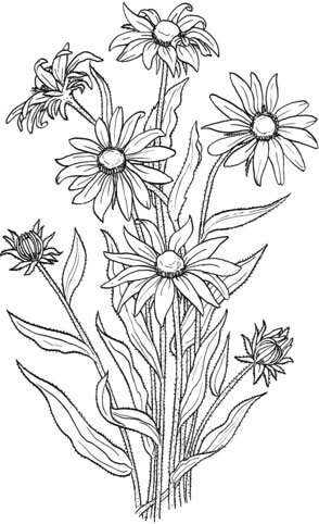 Black-eyed susan coloring pages for kids