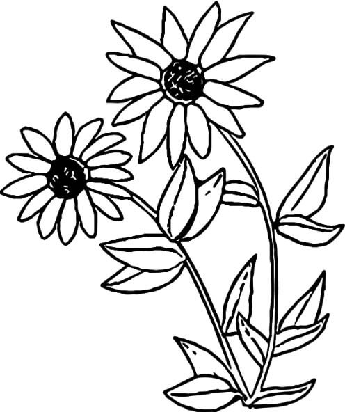 Black-eyed susan coloring sheet