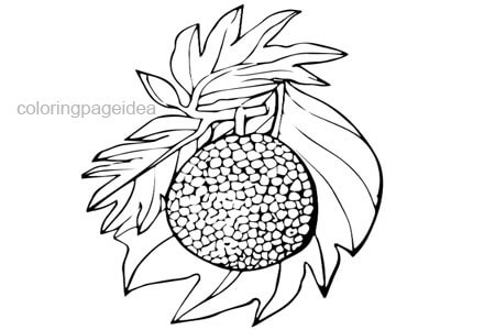 Breadfruit Coloring Page