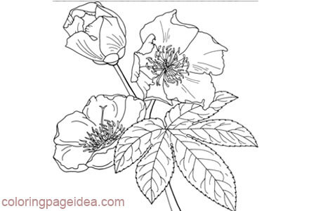 Buttercup Flower Coloring Page