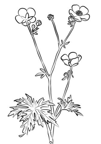 Buttercup Flower coloring page pdf