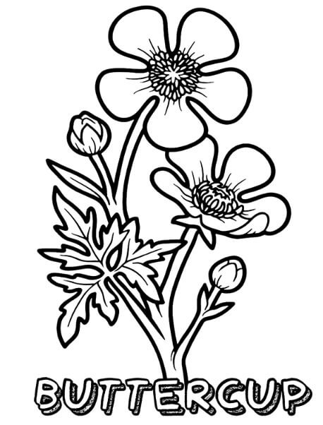 Buttercup Flower coloring pages for adults