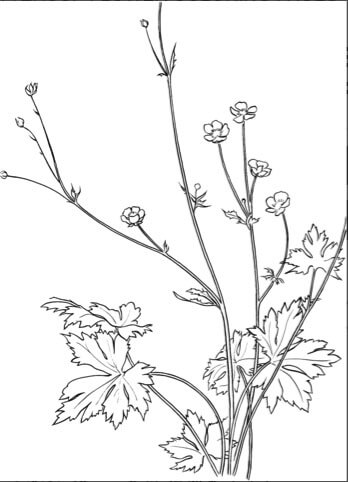 Buttercup Flower coloring pages for kids