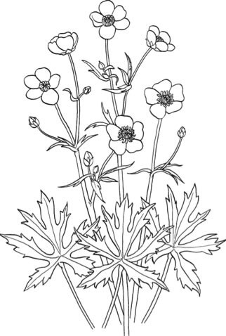 Buttercup Flower coloring pages printable