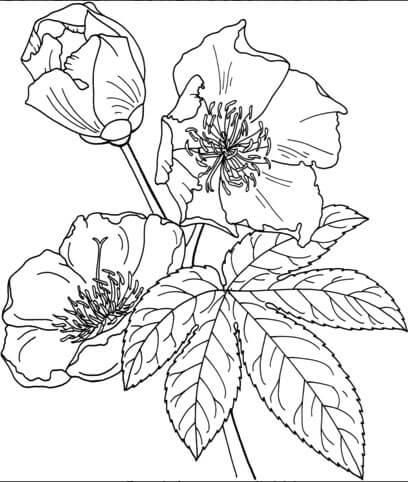 Buttercup Flower coloring sheet