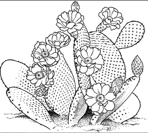 Cactus coloring page pdf