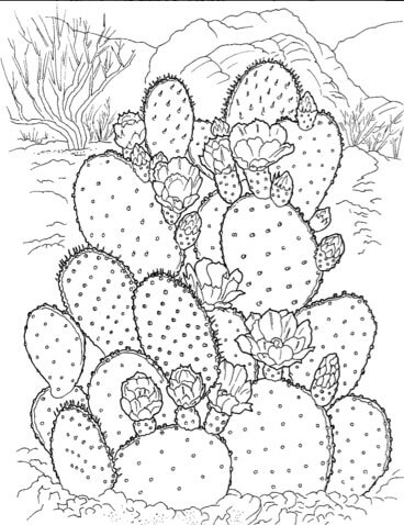 Cactus coloring pages for adults