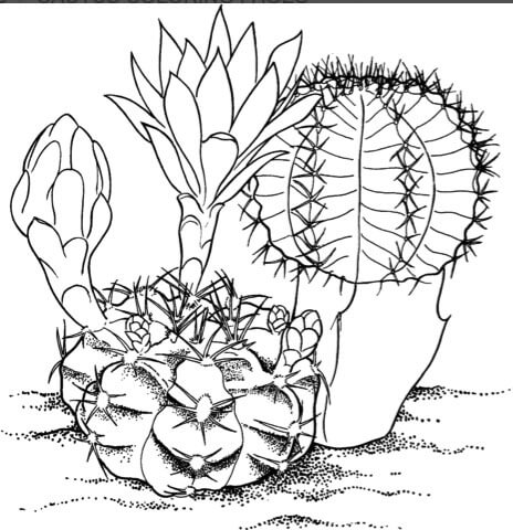 Cactus coloring pages for kids