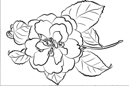 Camellia Coloring Pages