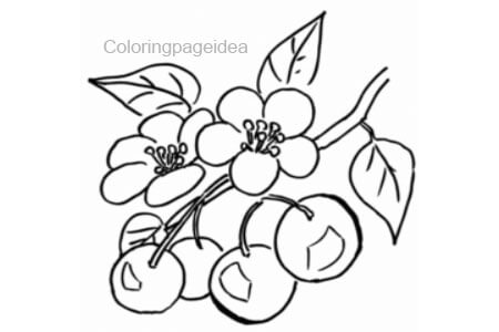 Cherry Coloring Page