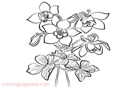 Columbine Coloring Pages