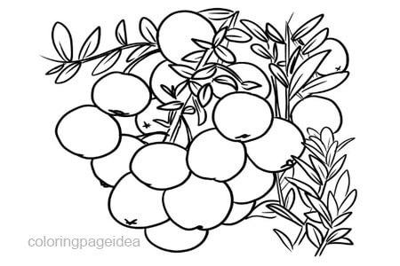 Cranberry Coloring Pages