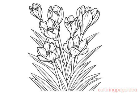 Crocuses Coloring Pages