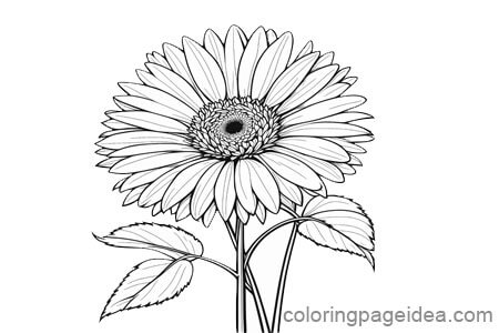 Daisies Coloring Pages