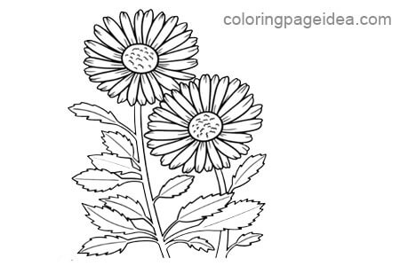 Daisy Coloring Pages